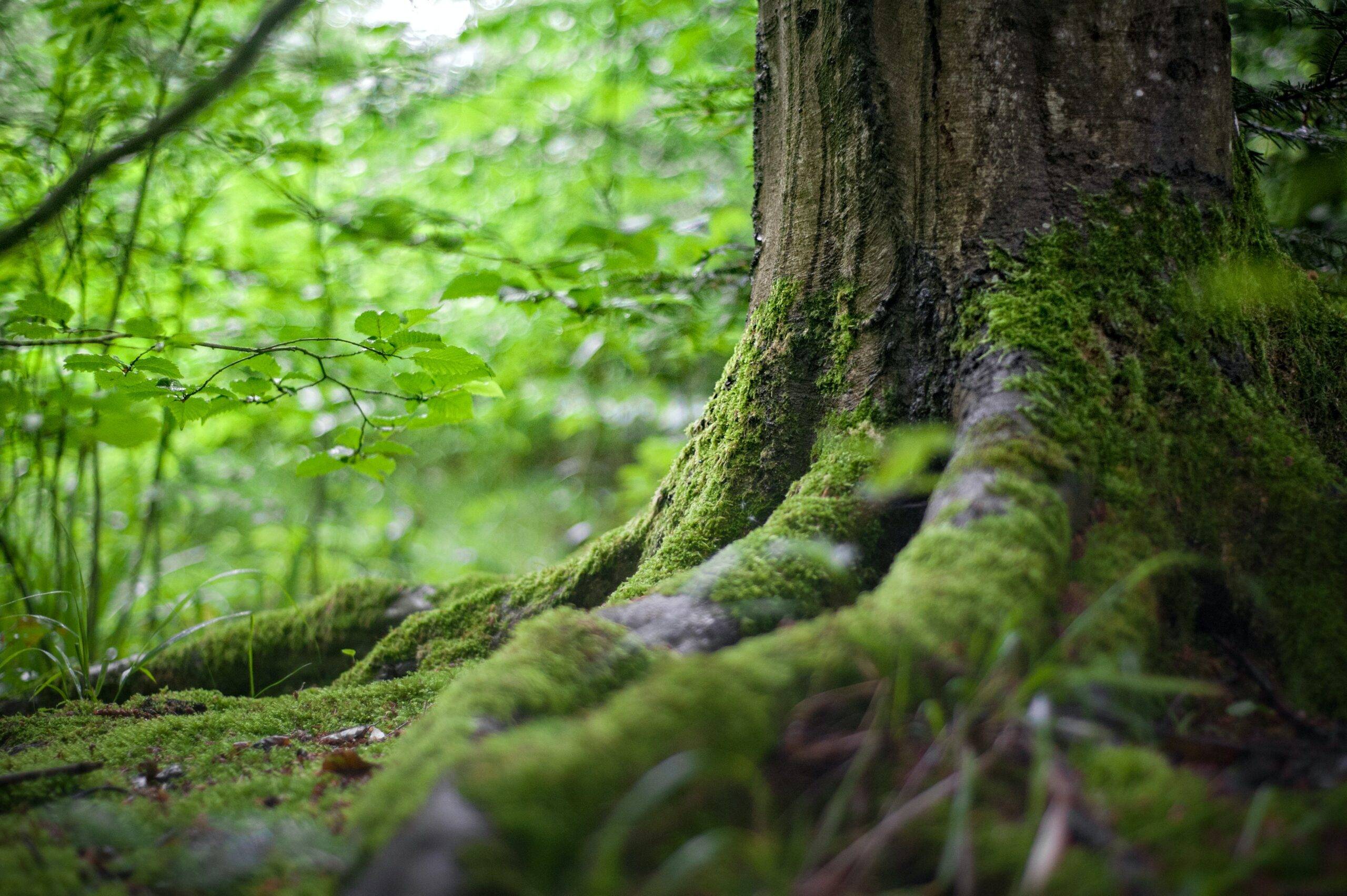 Radici di albero immerso nella natura